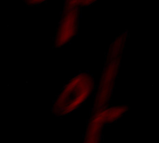 16302911759503lvs5diymlm.jpeg